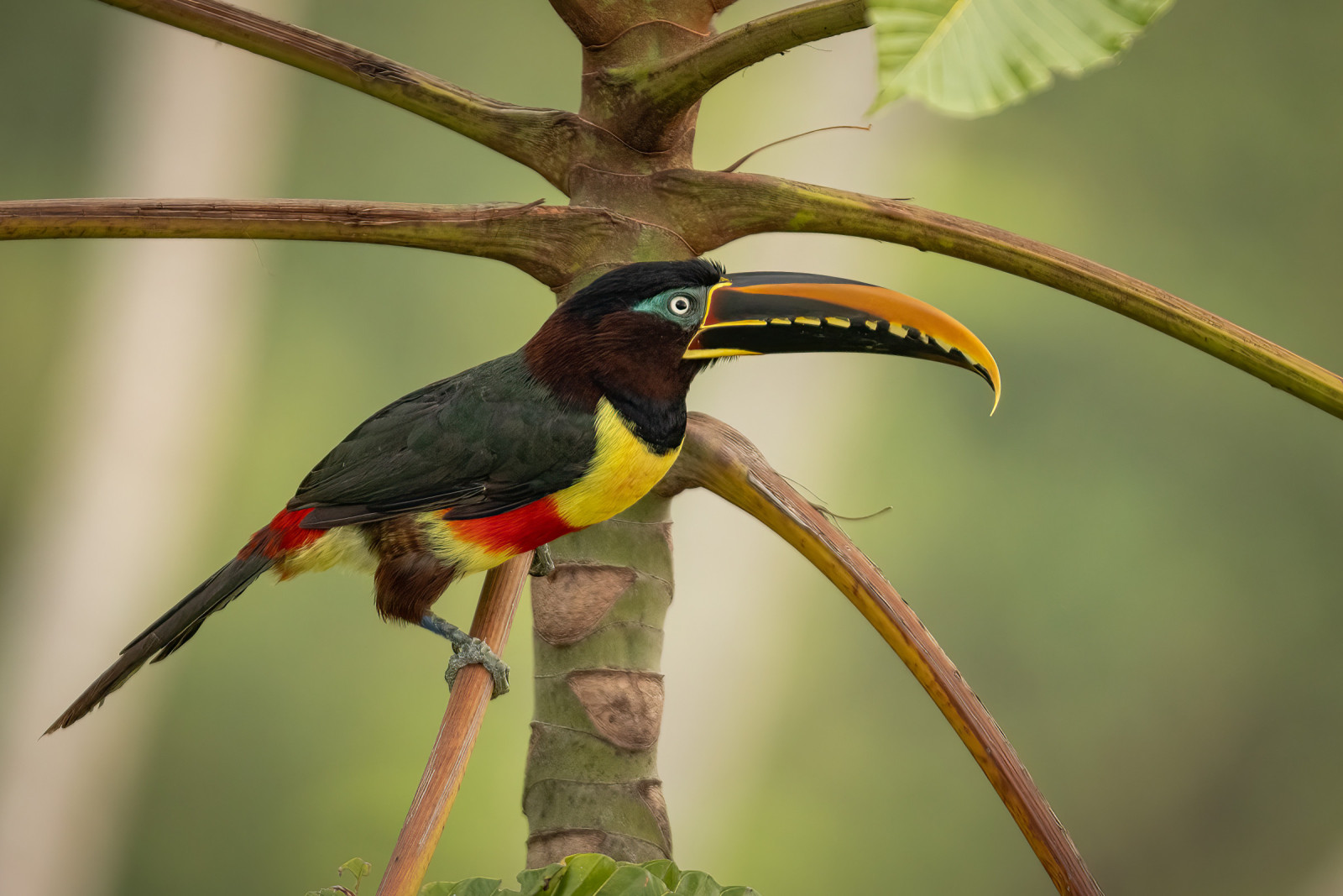 image Chestnut-eared Aracari
